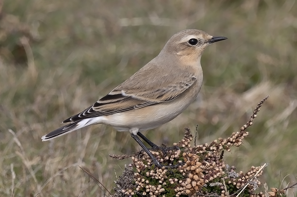 Wheatear